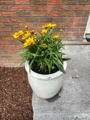 Garden Bed Maintenance 