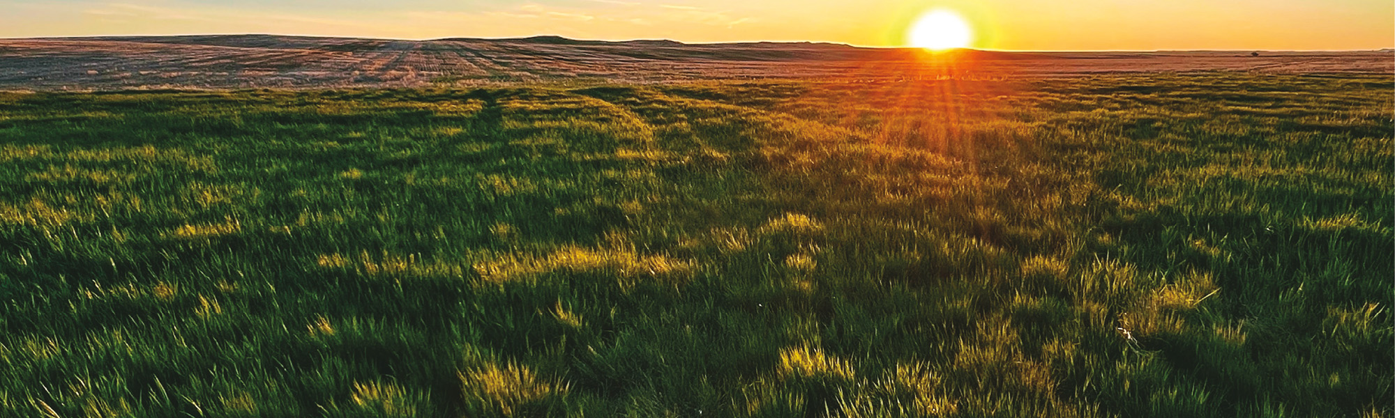 Montana Landscape Contractors